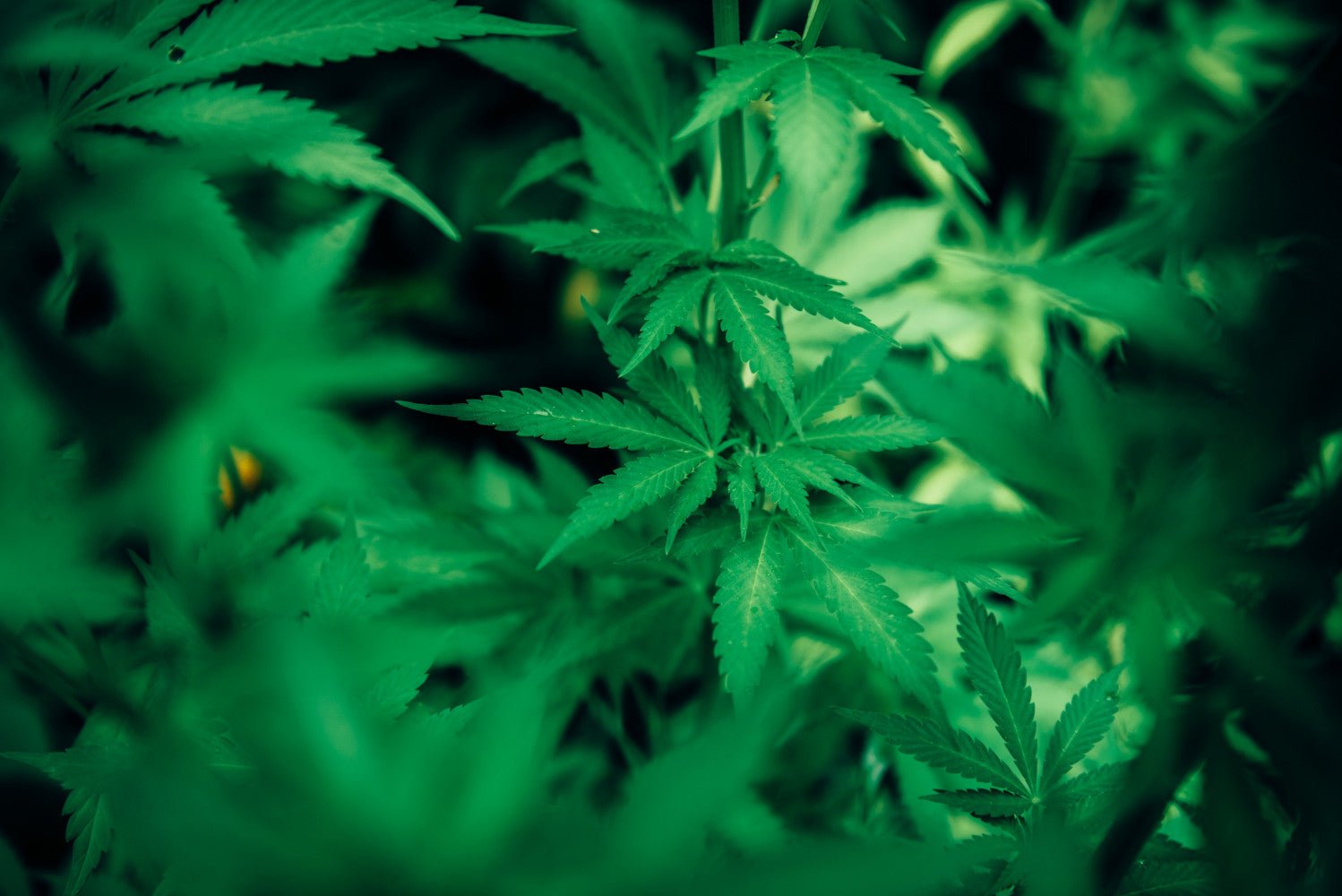 What is the Difference Between Indica and Sativa?? - DynaVap